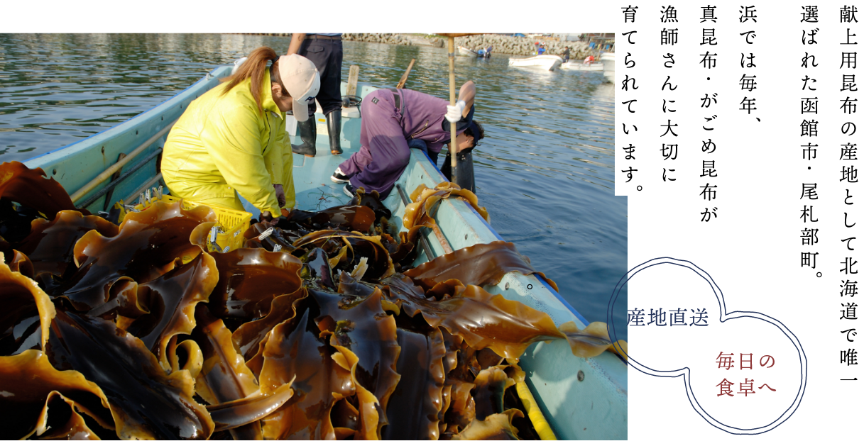 献上用昆布の産地として北海道で唯一選ばれた函館市・尾札部町。浜では毎年、真昆布・がごめ昆布が漁師さんに大切に育てられています。