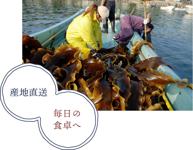 献上用昆布の産地として北海道で唯一選ばれた函館市・尾札部町。浜では毎年、真昆布・がごめ昆布が漁師さんに大切に育てられています。